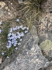 Phlox pulvinata