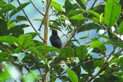 Tachyphonus delatrii