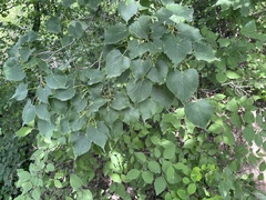 Tilia mongolica