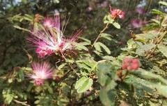 Calliandra selloi