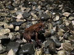 Incilius aucoinae