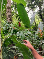 Costus ricus