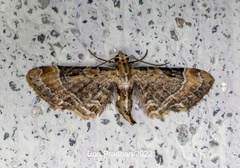 Mesoptila melanolopha