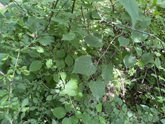 Tilia mongolica