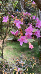 Rhododendron breviperulatum