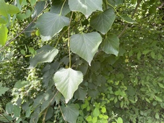 Tilia mongolica
