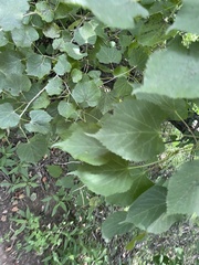 Tilia mongolica
