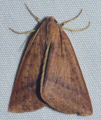 Cycloprorodes melanoxysta