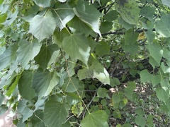 Tilia mongolica