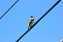 Sporophila morelleti