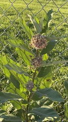 Asclepias syriaca