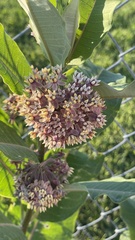 Asclepias syriaca