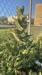 Asclepias syriaca