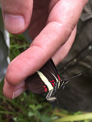 Heliconius erato phyllis
