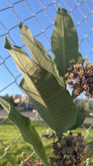 Asclepias syriaca