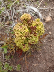 Prionosciadium