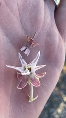 Asclepias syriaca