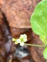 Boerhavia repens