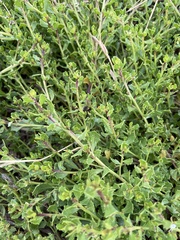 Aceria baccharipha