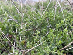 Aceria baccharipha