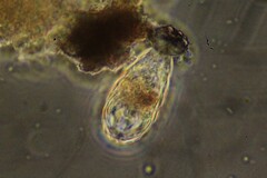 Euglypha