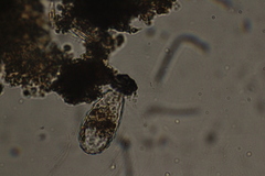 Euglypha
