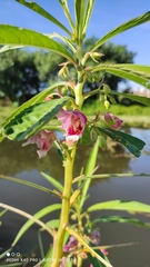 Hydrocera triflora