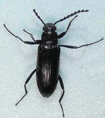 Oploptera simplicicolle