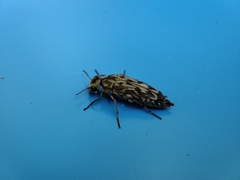 Yakuhananomia bidentata
