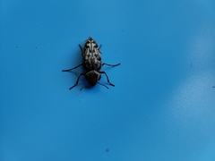 Yakuhananomia bidentata