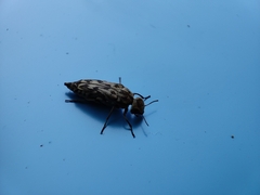 Yakuhananomia bidentata