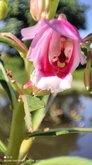Hydrocera triflora