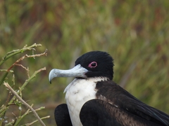 Great Frigatebird photo 4