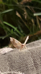 Nematocampa resistaria