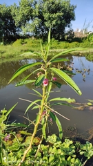 Hydrocera triflora