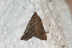 Hypsopygia phoezalis