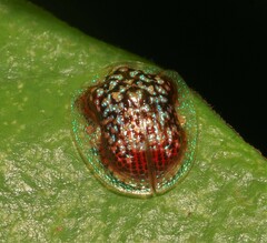 Microctenochira conscripta