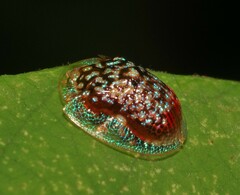 Microctenochira conscripta