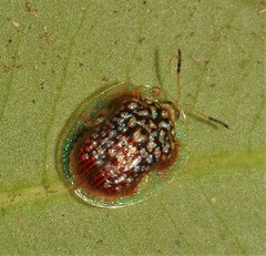 Microctenochira conscripta