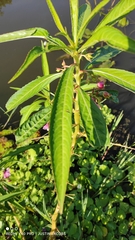 Hydrocera triflora
