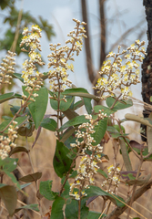 Miconia stenostachya