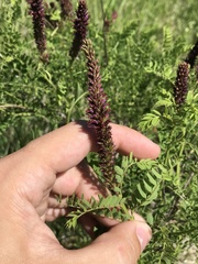 Amorpha nana