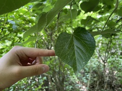 Tilia mandshurica