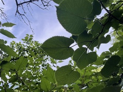 Tilia mandshurica