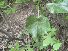 Tilia mandshurica
