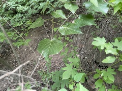 Tilia mandshurica
