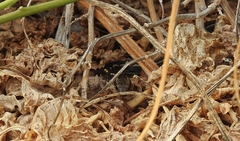 Pseudalsophis biserialis eibli