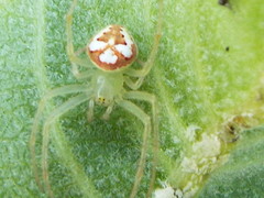 Araneus guttulatus