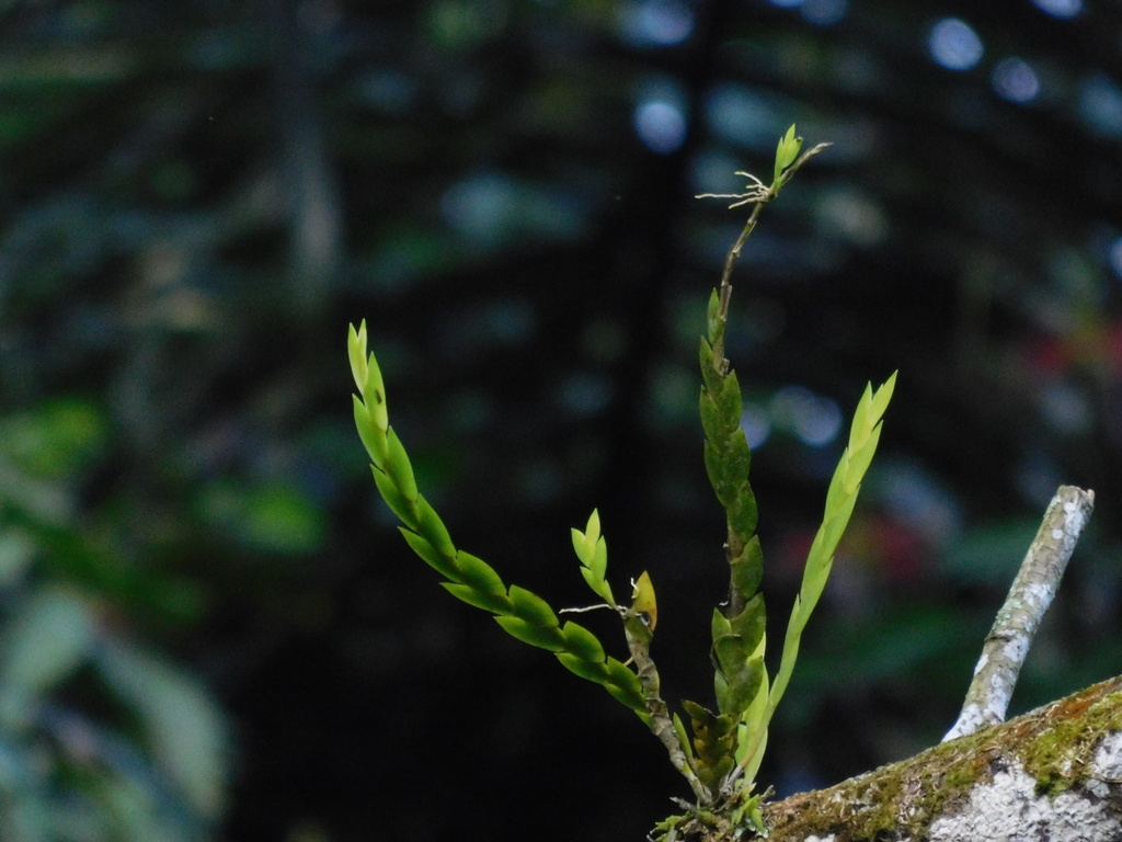 Dendrobium sagittatum J.J.Sm. 4