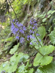 Veronica schizantha